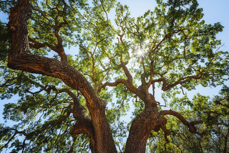Explore Nature at Orcutt Ranch Horticulture Center