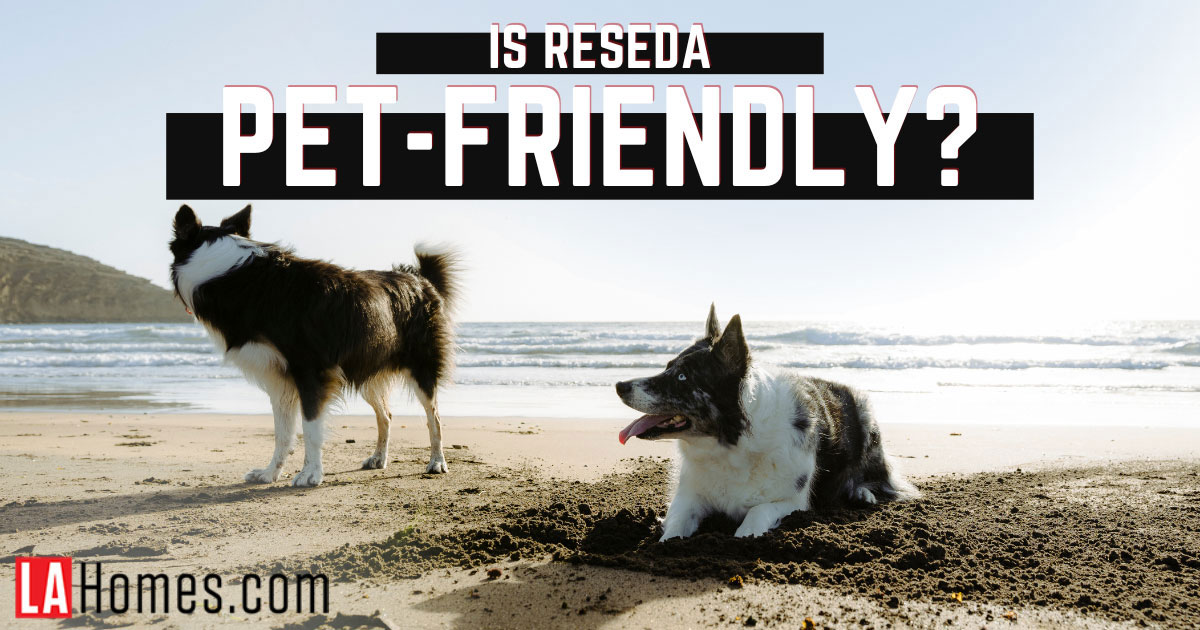 Things to Do With Pets in Reseda, Los Angeles