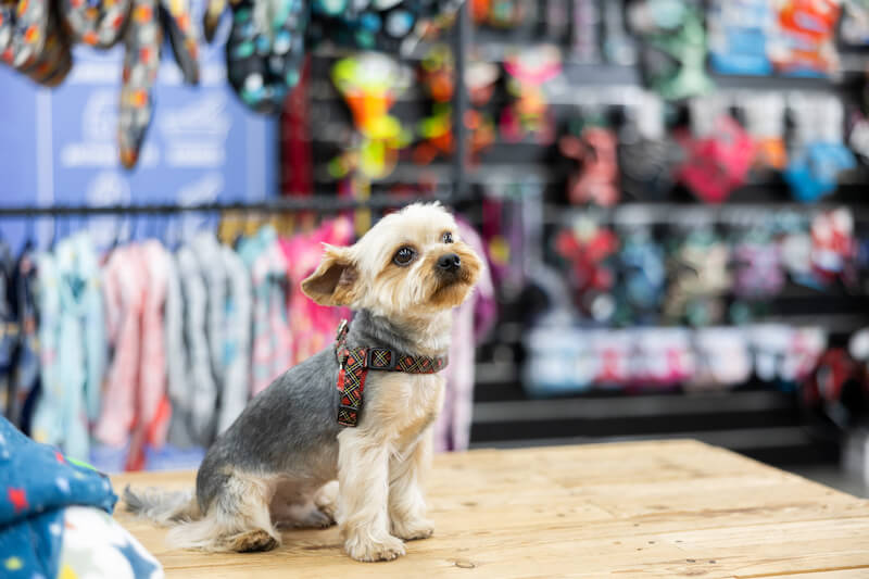 Stock Up at Reseda's Pet Stores