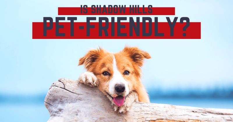 Things to Do With Pets in Shadow Hills, CA