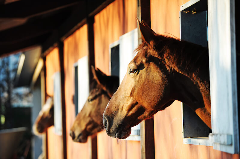 Where to Board Horses in Shadow Hills, Los Angeles