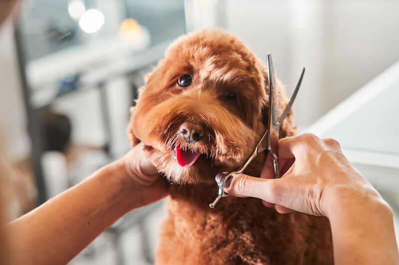 Where are the Best Groomers in Tujunga, Los Angeles?