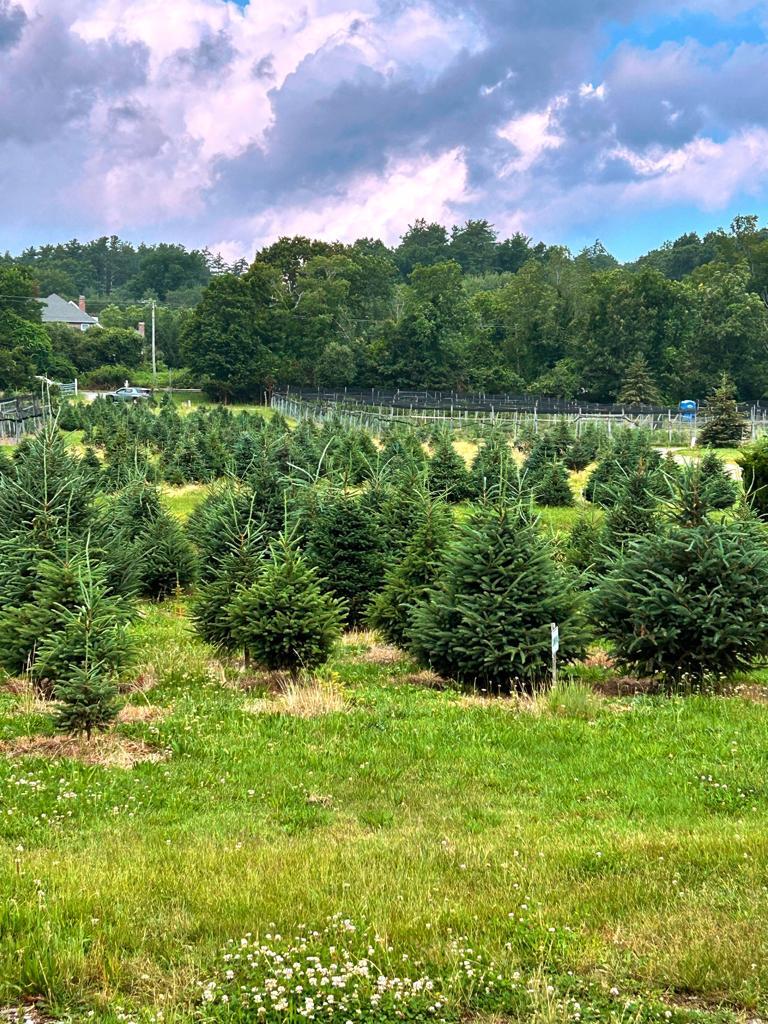 Berry Meadow Farm