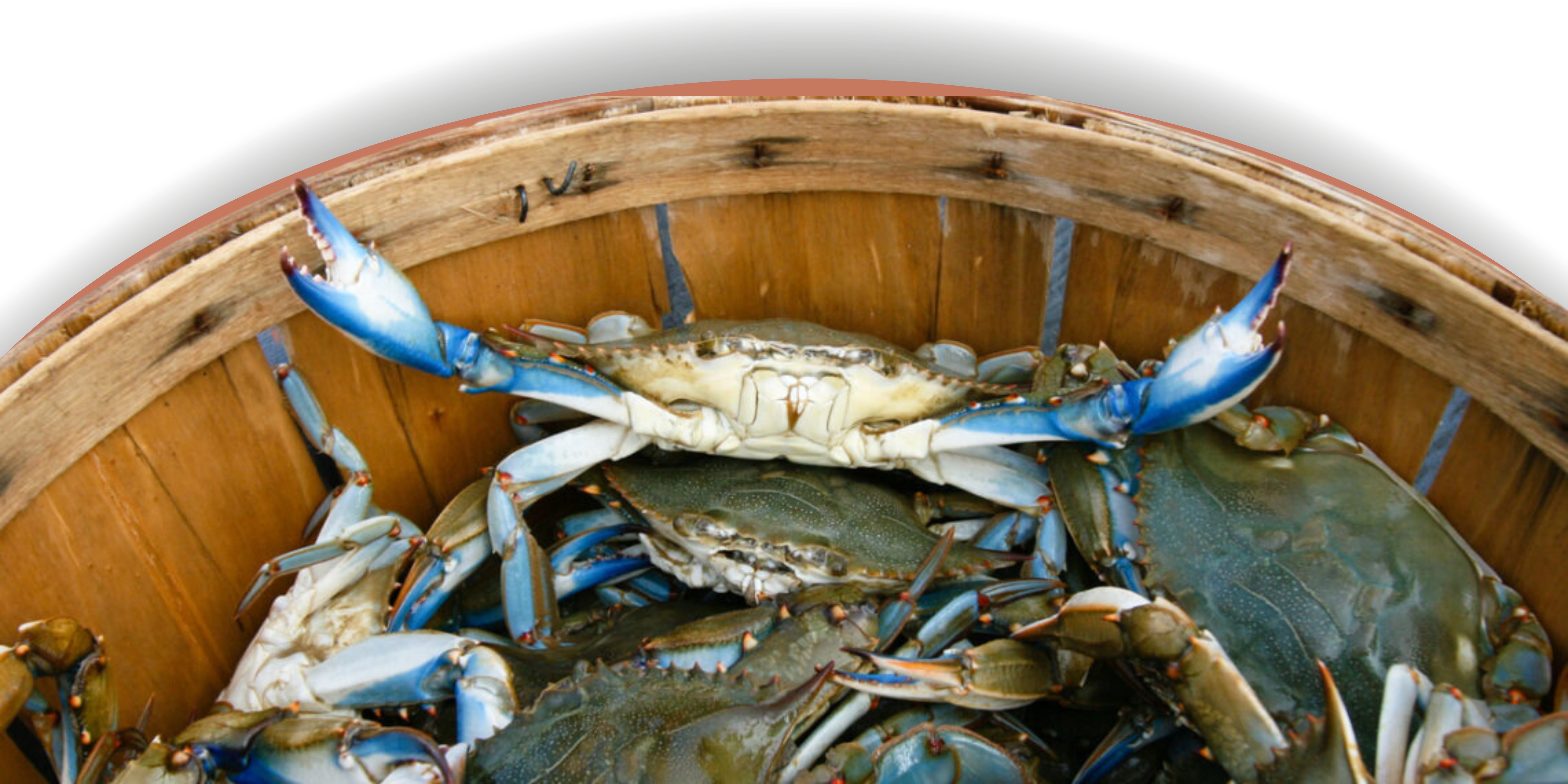 Maryland Blue Crabs: Delightful Delicacies of the Chesapeake