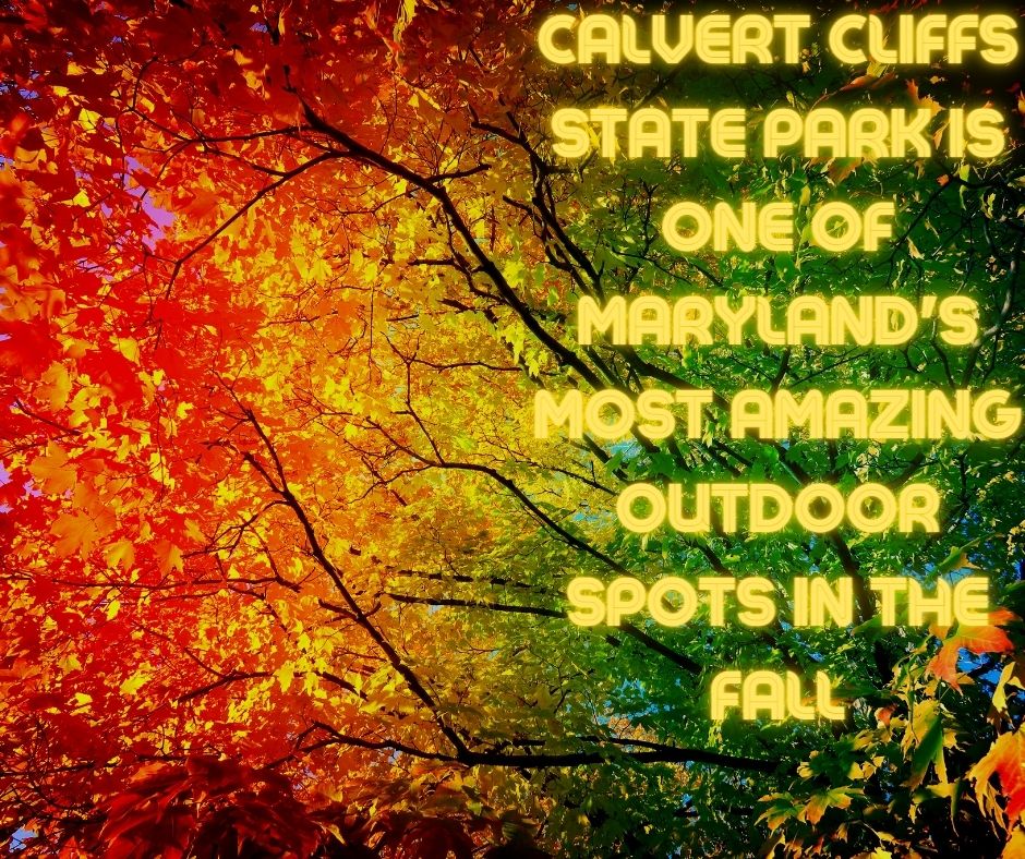 Calvert Cliffs State Park is One of Maryland's Most Amazing Outdoor Spots in the Fall