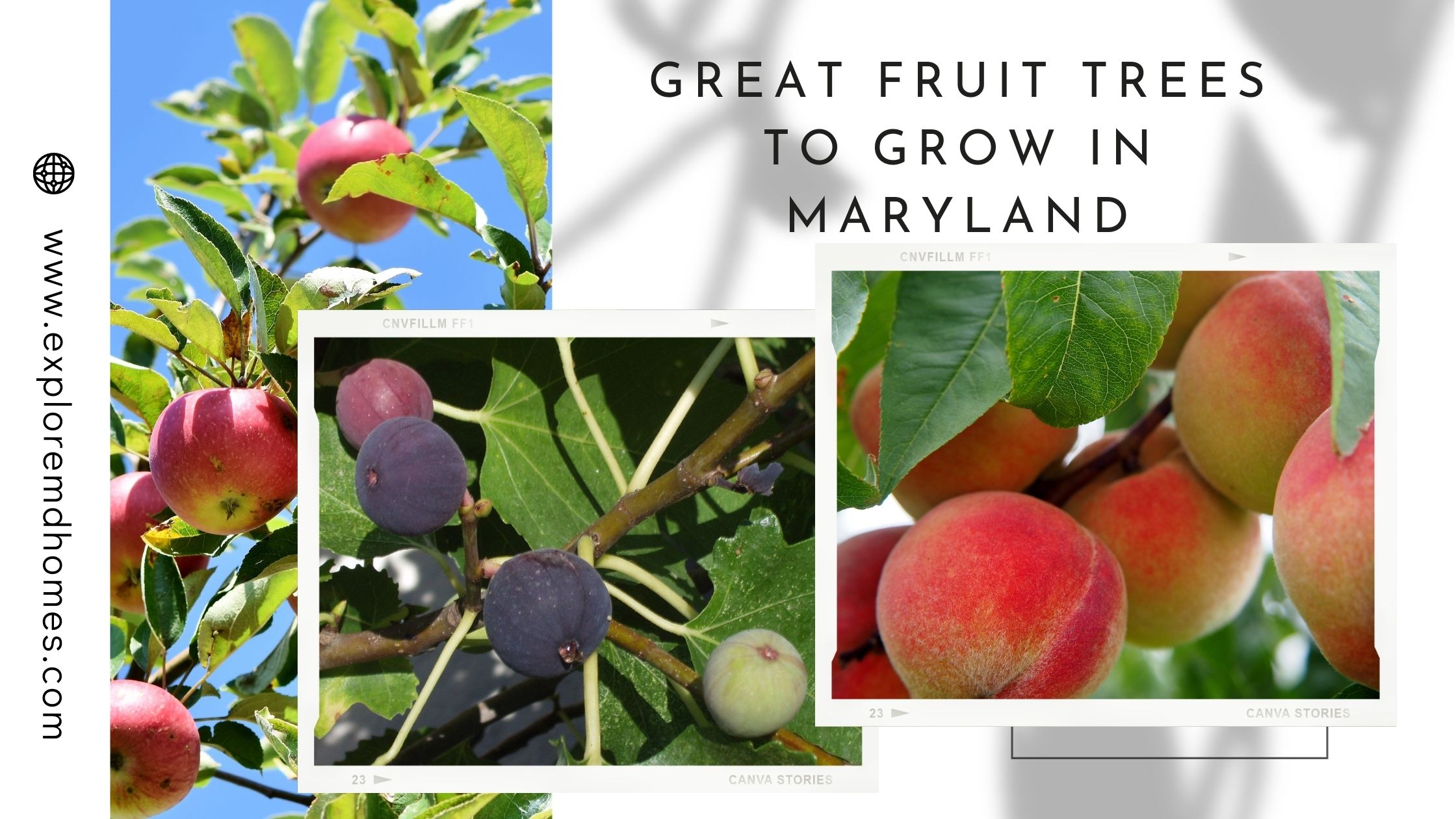 Great Fruit Trees to Grow in Maryland