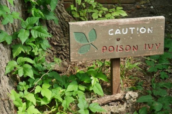 Poison Ivy Facts and How to Identify it in South Maryland Poison Ivy Facts and How to Identify it in South Maryland