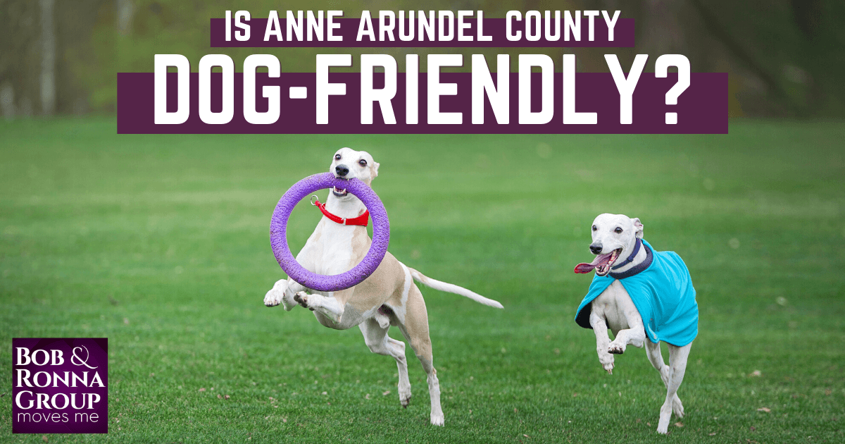 Things to Do With Dogs in Anne Arundel County, MD