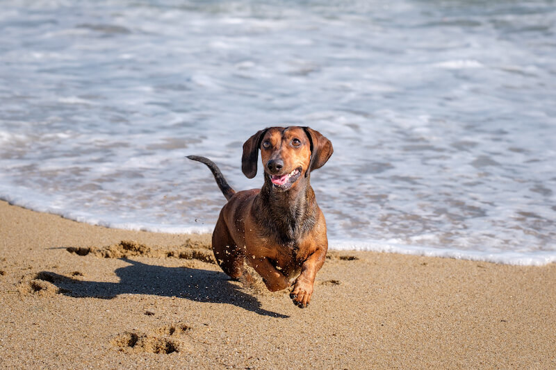 Enjoy Dog Beaches in Anne Arundel County