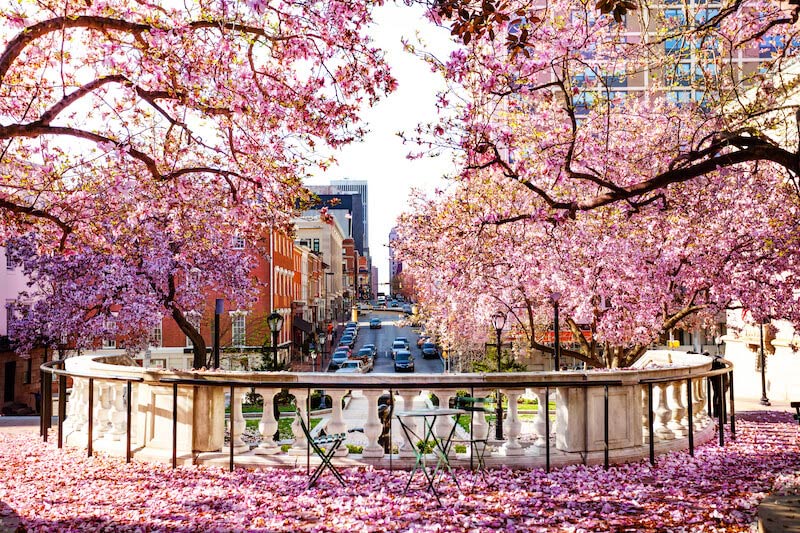 Cherry Blossoms, Baltimore MD