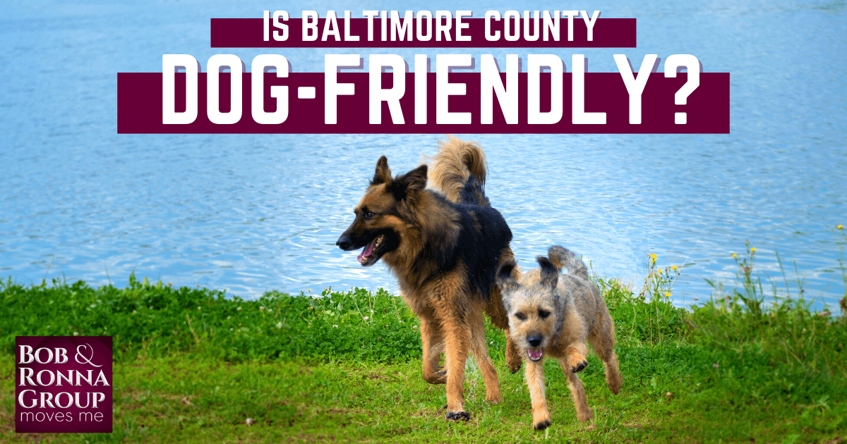 Things to Do With Dogs in Baltimore County, MD