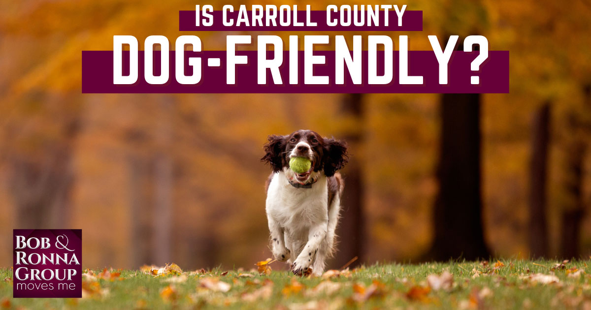 Things to Do With Dogs in Carroll County, MD