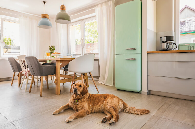 Consider Your Dog in the Home's LAyout