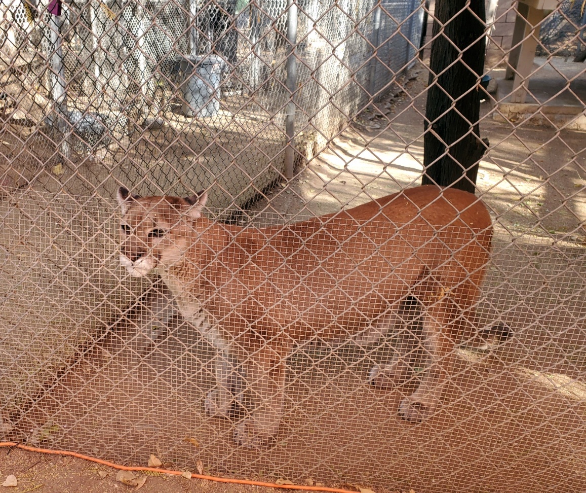 tocho mountain lion scottsdale az southwest wildlife conservation center