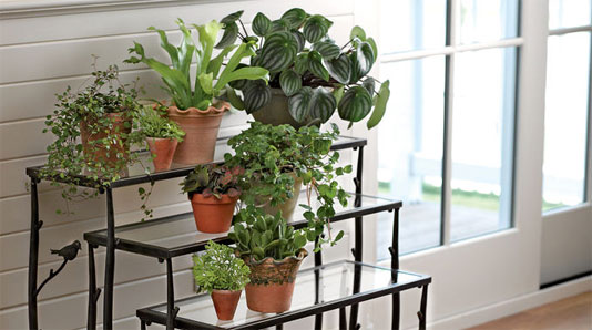 Houseplants for Louisville home