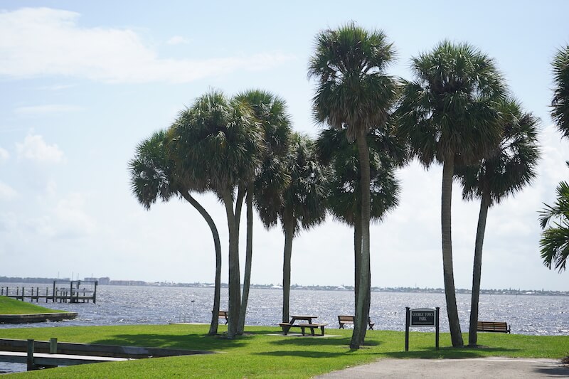 George Town Palm Trees in Fort Myers, Florida
