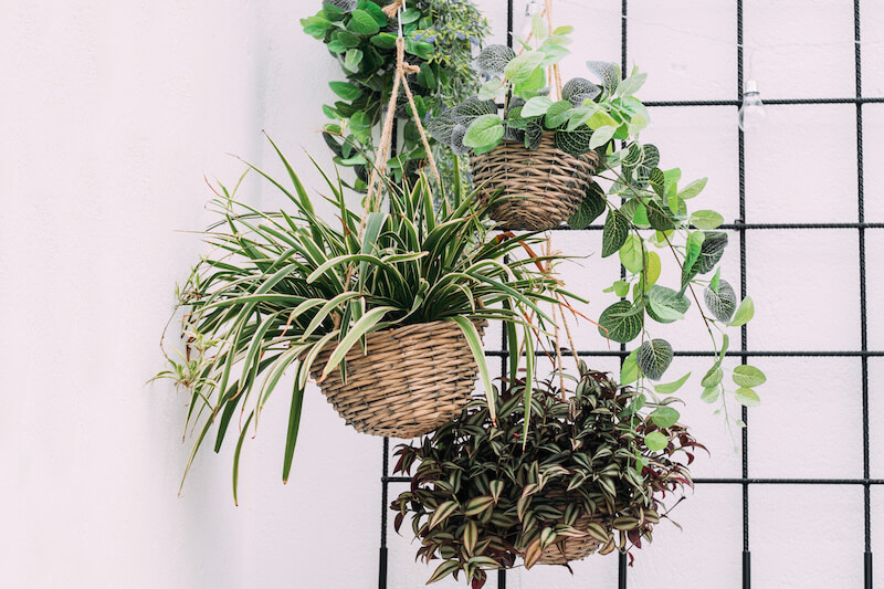 Indoor Plants Add a Resort and Outdoorsy Feel to a Home