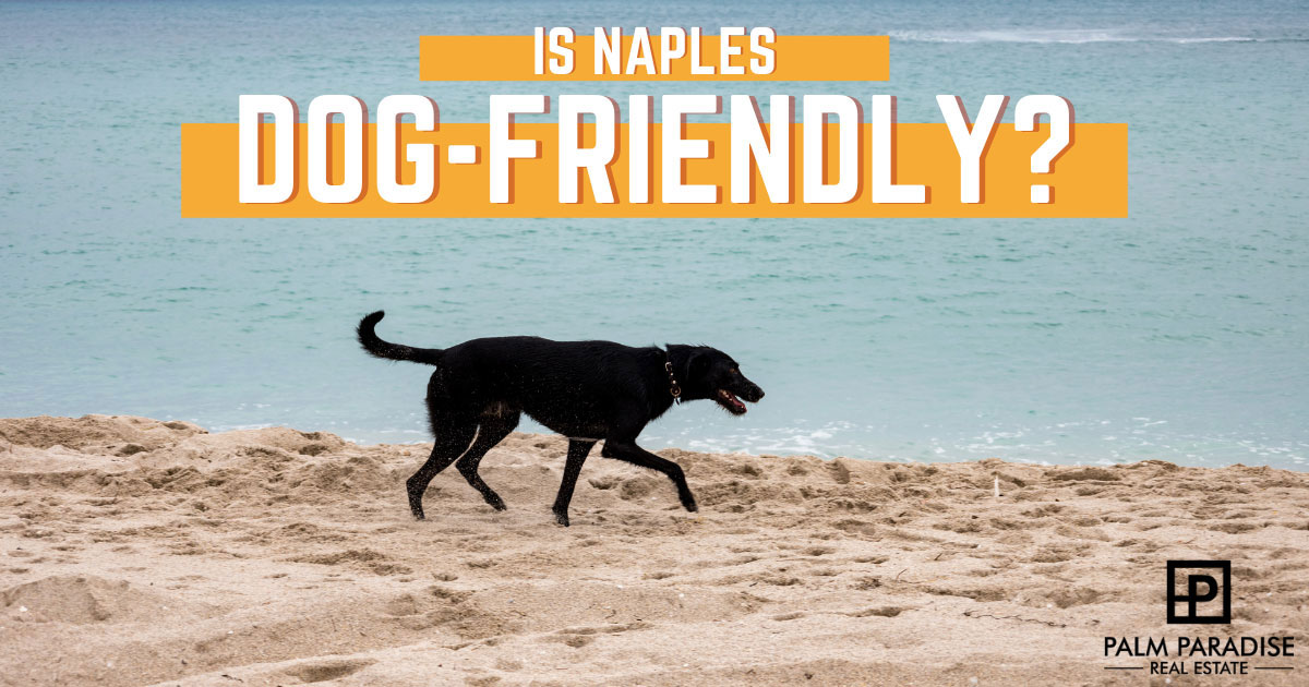 Things to Do With Dogs in Naples, FL