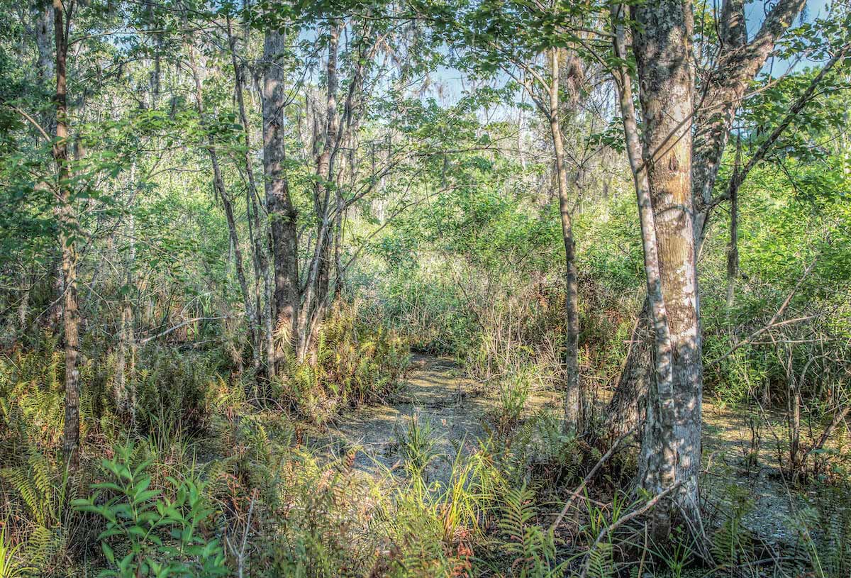 Best Horse Trails in St. Petersburg FL: Brooker Creek Preserve