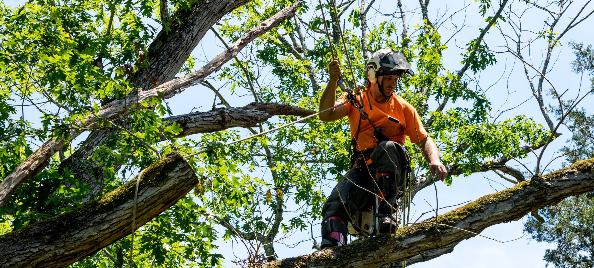 Why You Should Hire an Arborist for Your Property