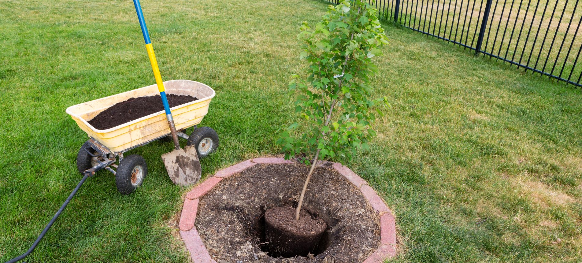 Top Mistakes Homeowners Make When Planting Trees