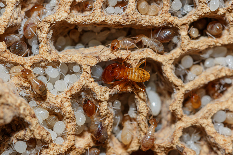 Scoop on Termite Bond Tampa Homes