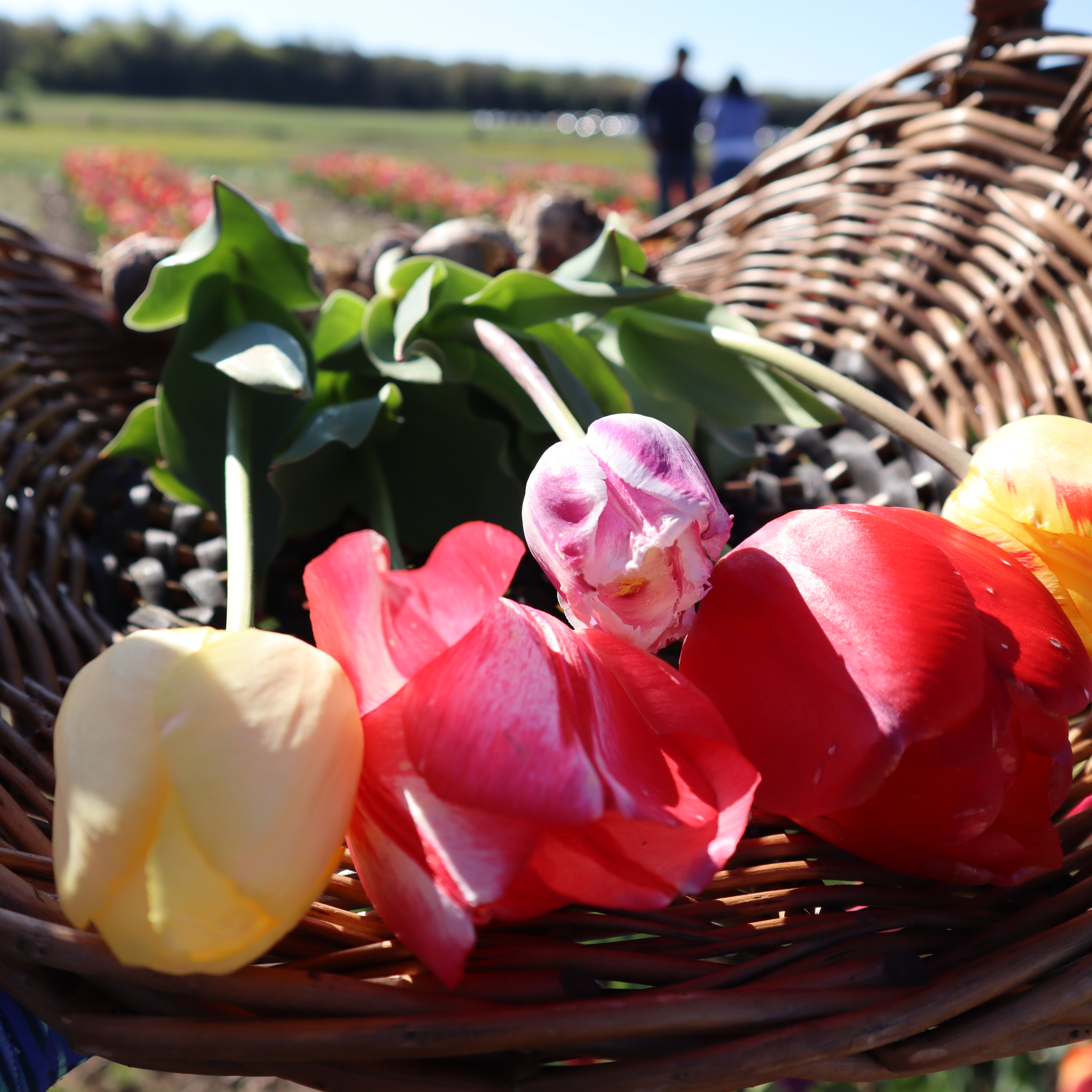 Burnside Farms Pick Your Tulips in Virginia