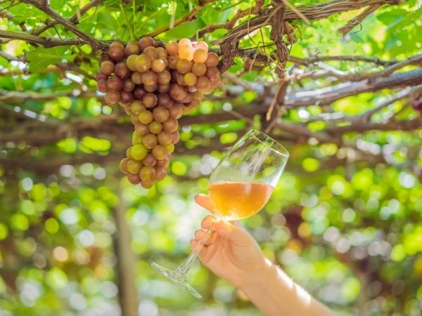 6 Vineyards to Visit Near Horseshoe Bay 6 Vineyards to Visit Near Horseshoe Bay