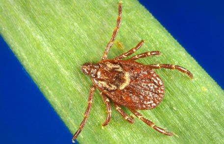 Tips for Protecting from Ticks