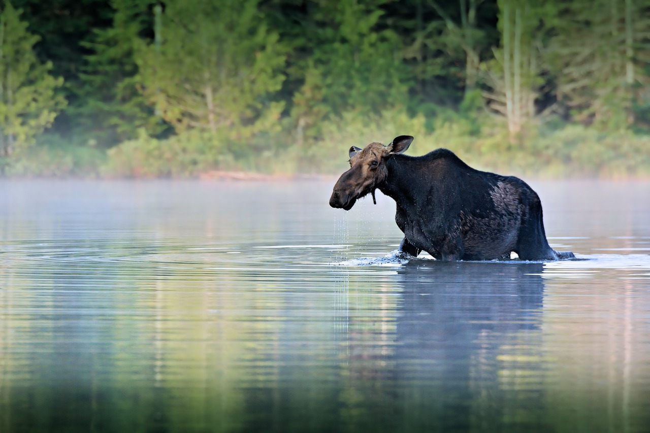 Moose walking in water.