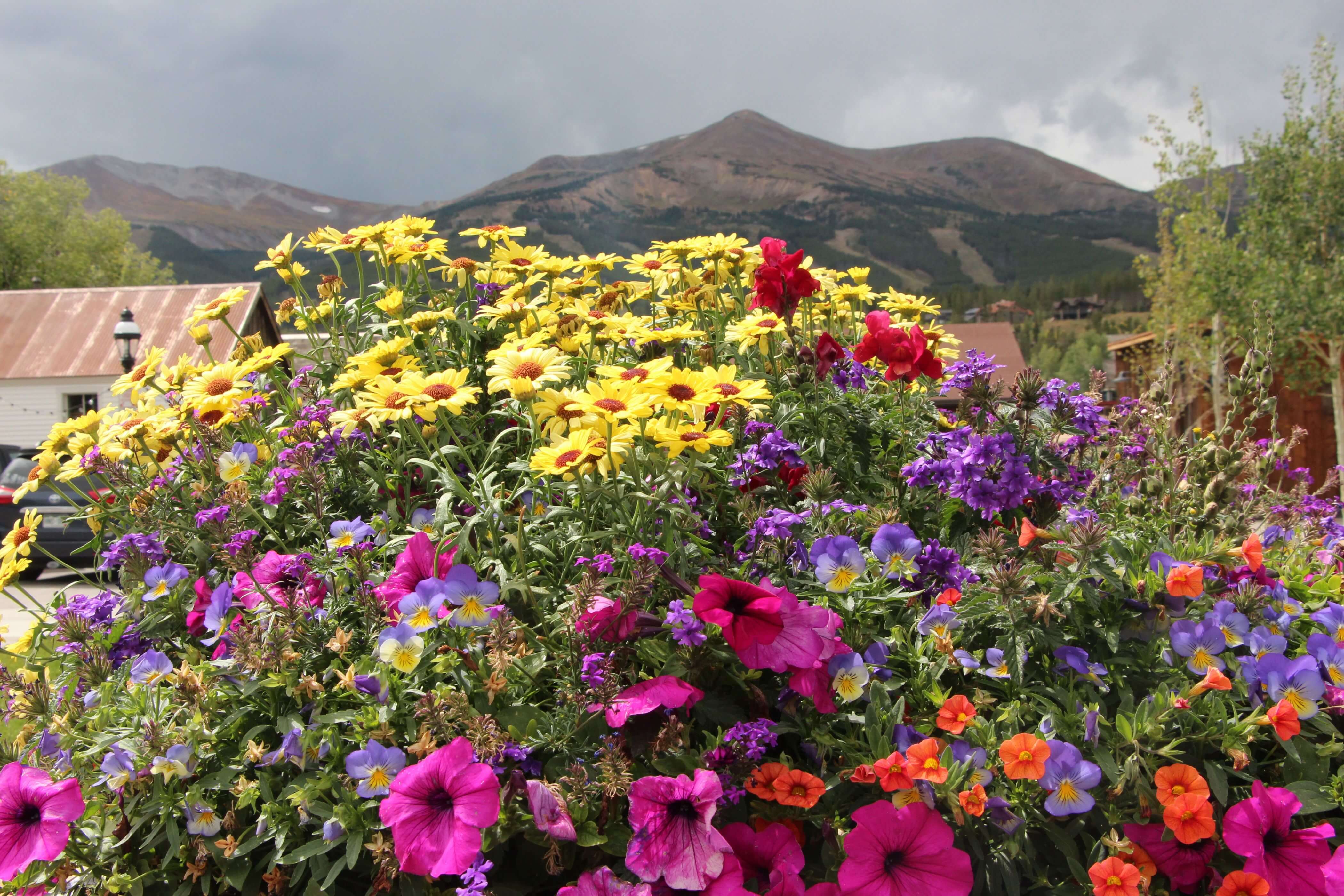A flower basket in Breckenridge, Colorado. Mountains and summer storms in the background.
