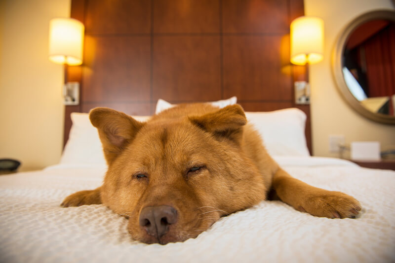 Is Breckenridge Pet Friendly Activities Lodging More