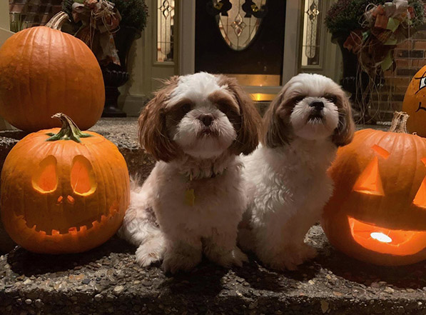 Cute Halloween Dogs