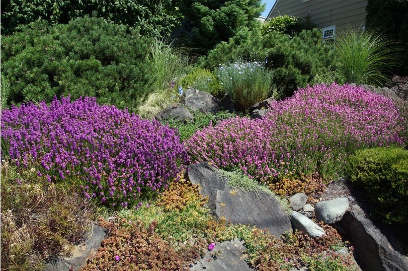 landscaping gardens landscaping gardens