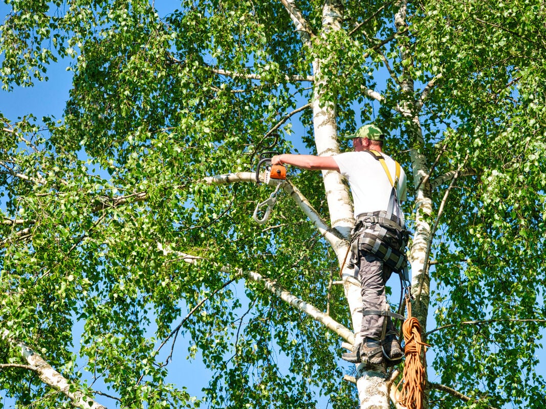 Person trimming tree branches