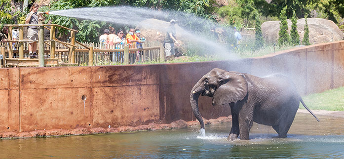 An elephant gets sprayed with water at the zoo