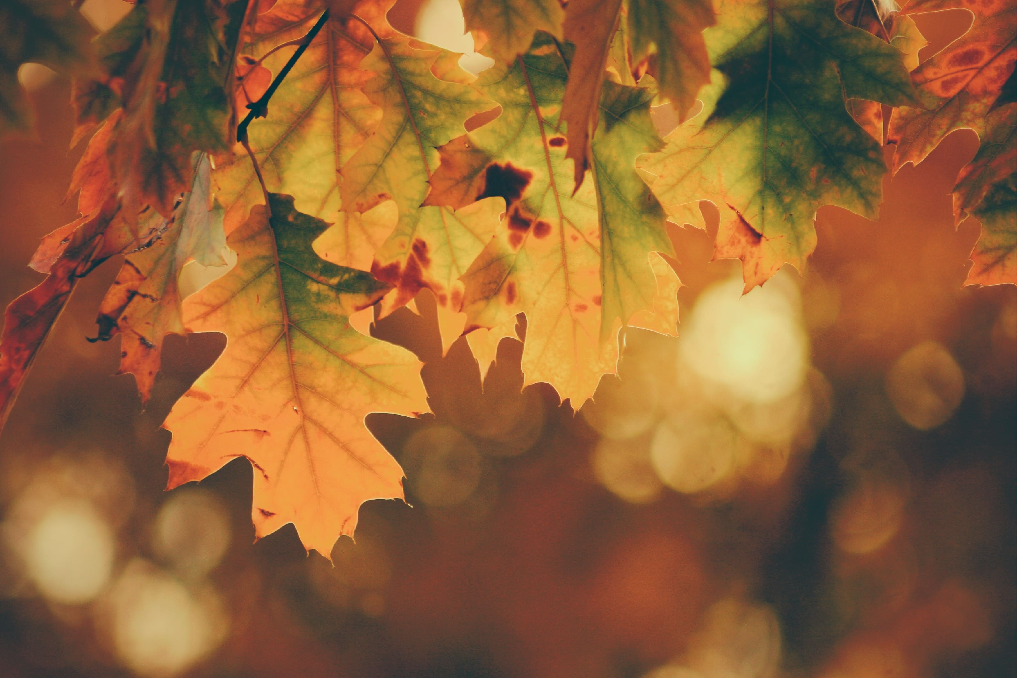 Fall in Goddard, KS