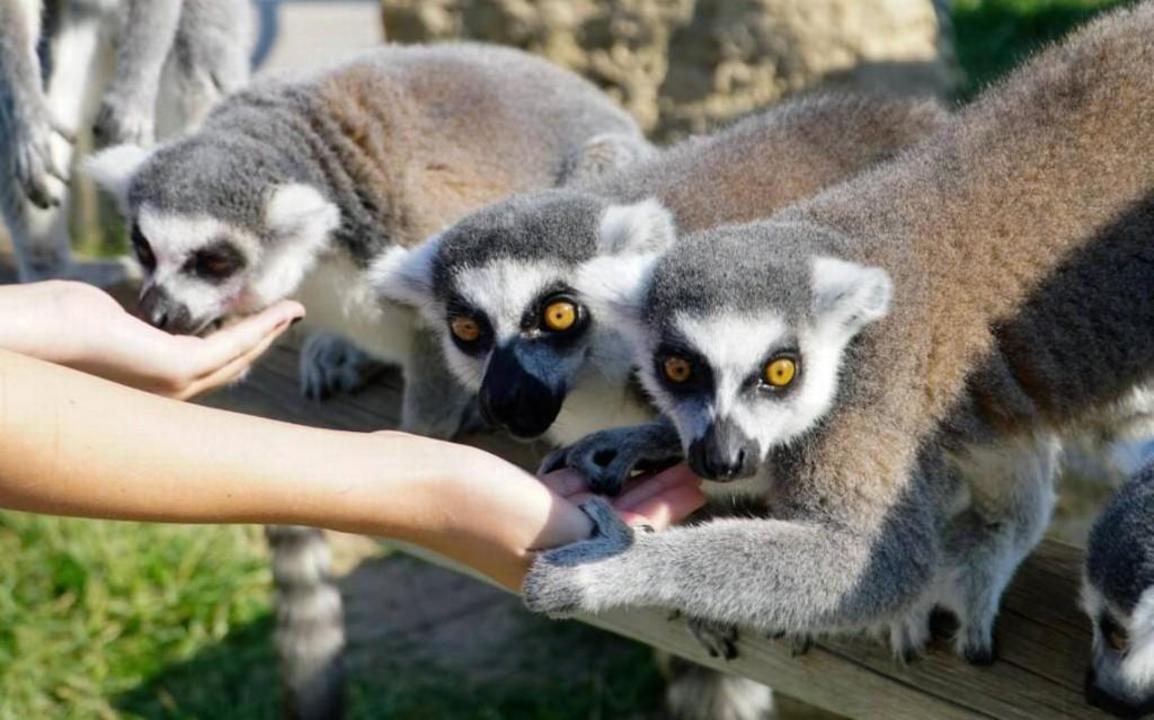 Lemurs eat out of people's hands at Tanganyika Wildlife Park