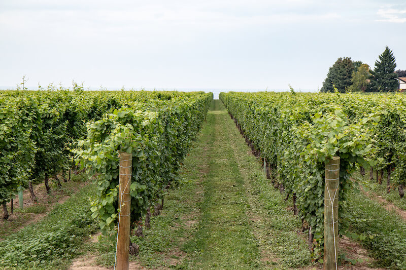 Wineries in Essex County ON: 4 Towns with the Best Wineries