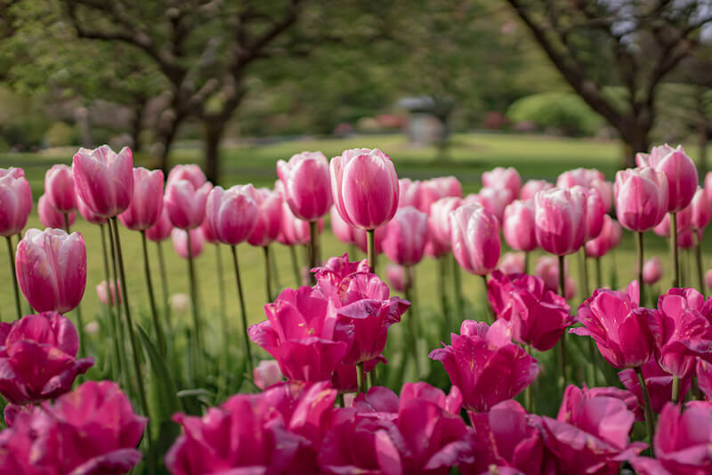 Enjoy a Day at JAckson Park