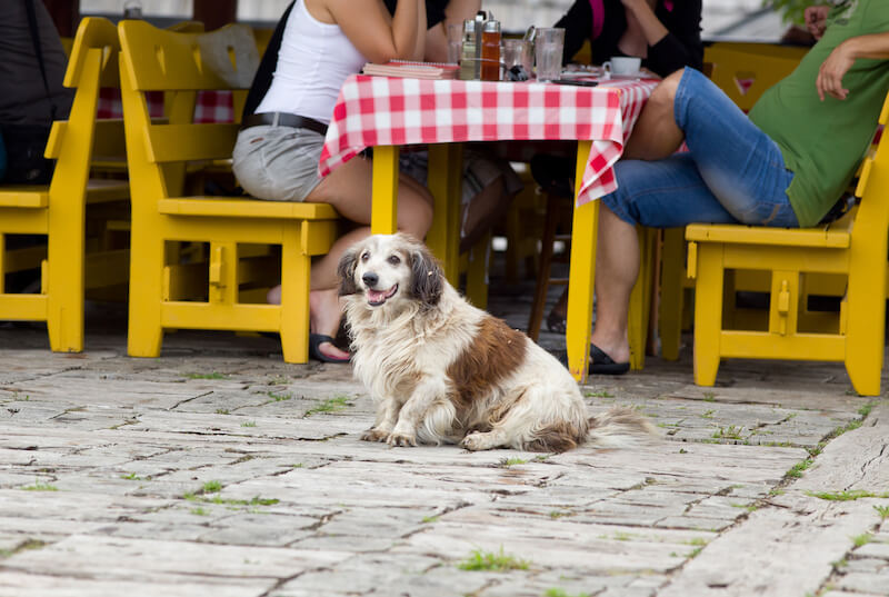 Dog-Friendly Restaurants in Windsor, ON