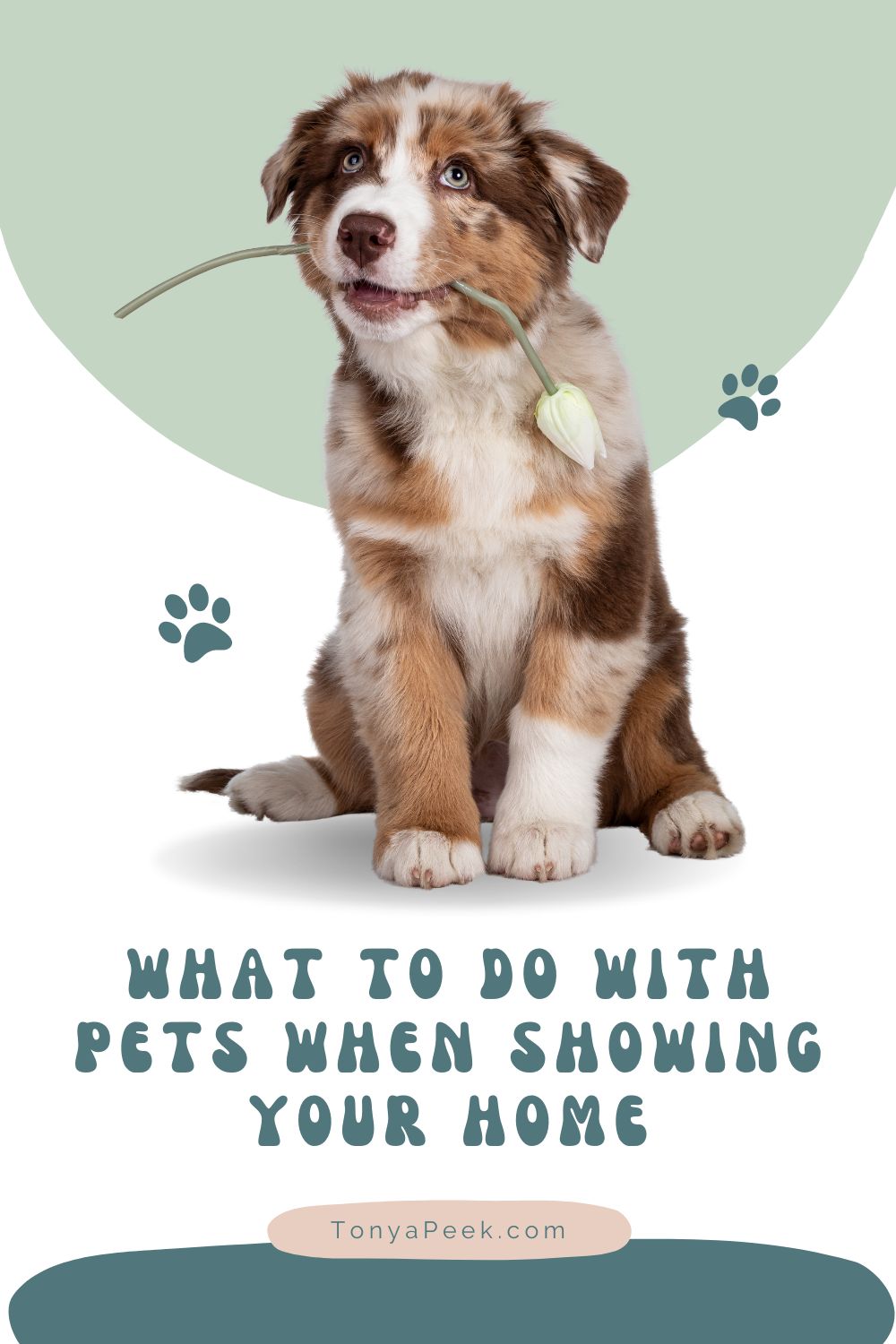 What To Do With Pets When Showing Your Home What To Do With Pets When Showing Your Home