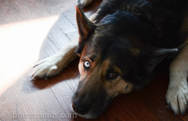 German Shepherd Rescue