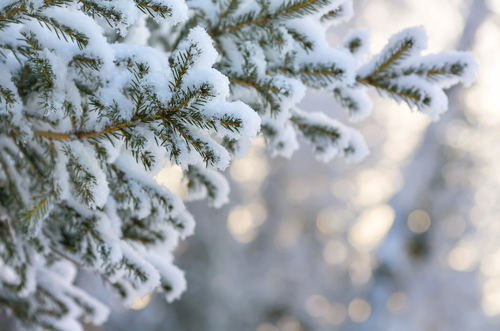 evergreen in snow