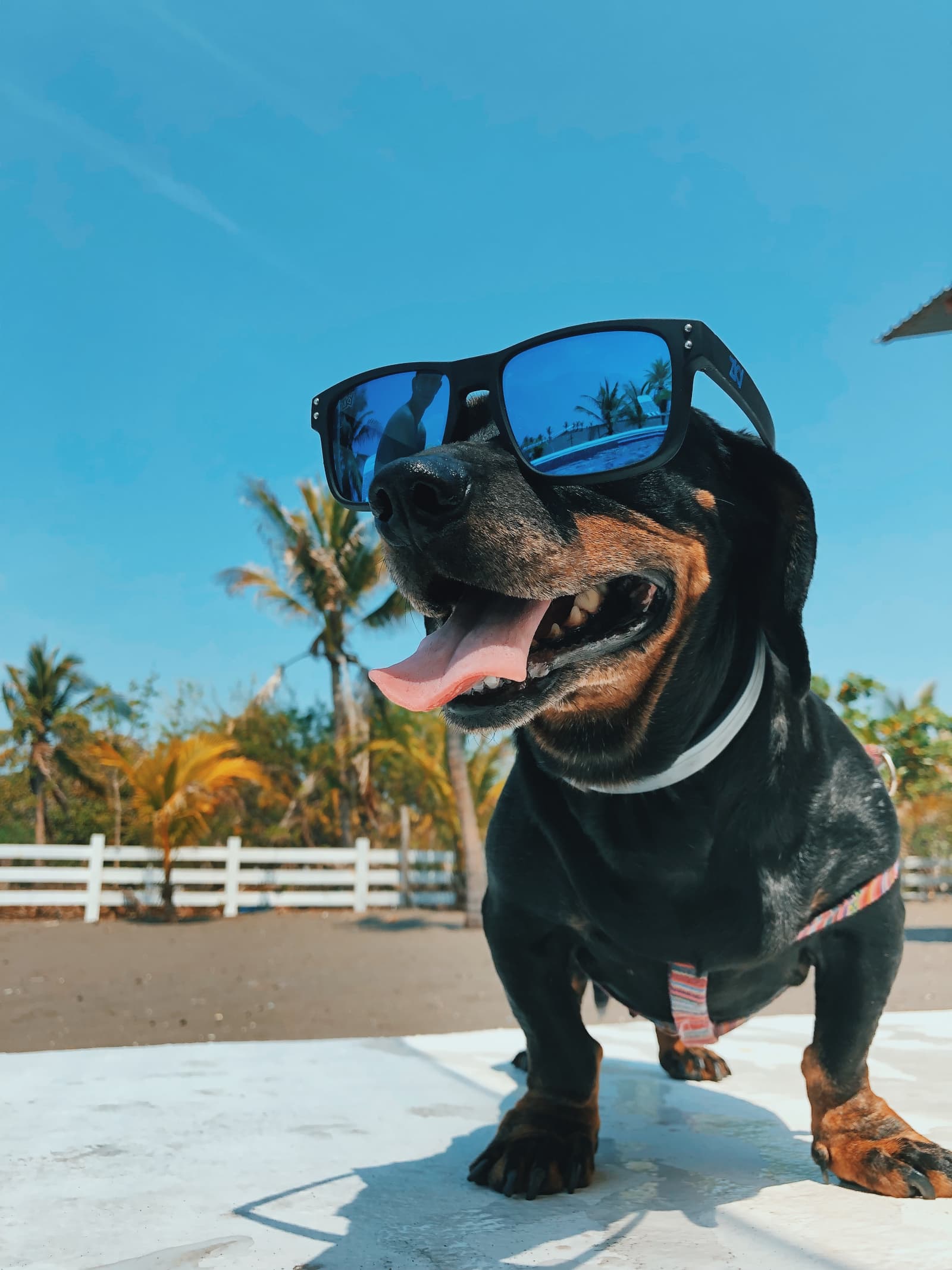 Moving Dogs To Hawaii