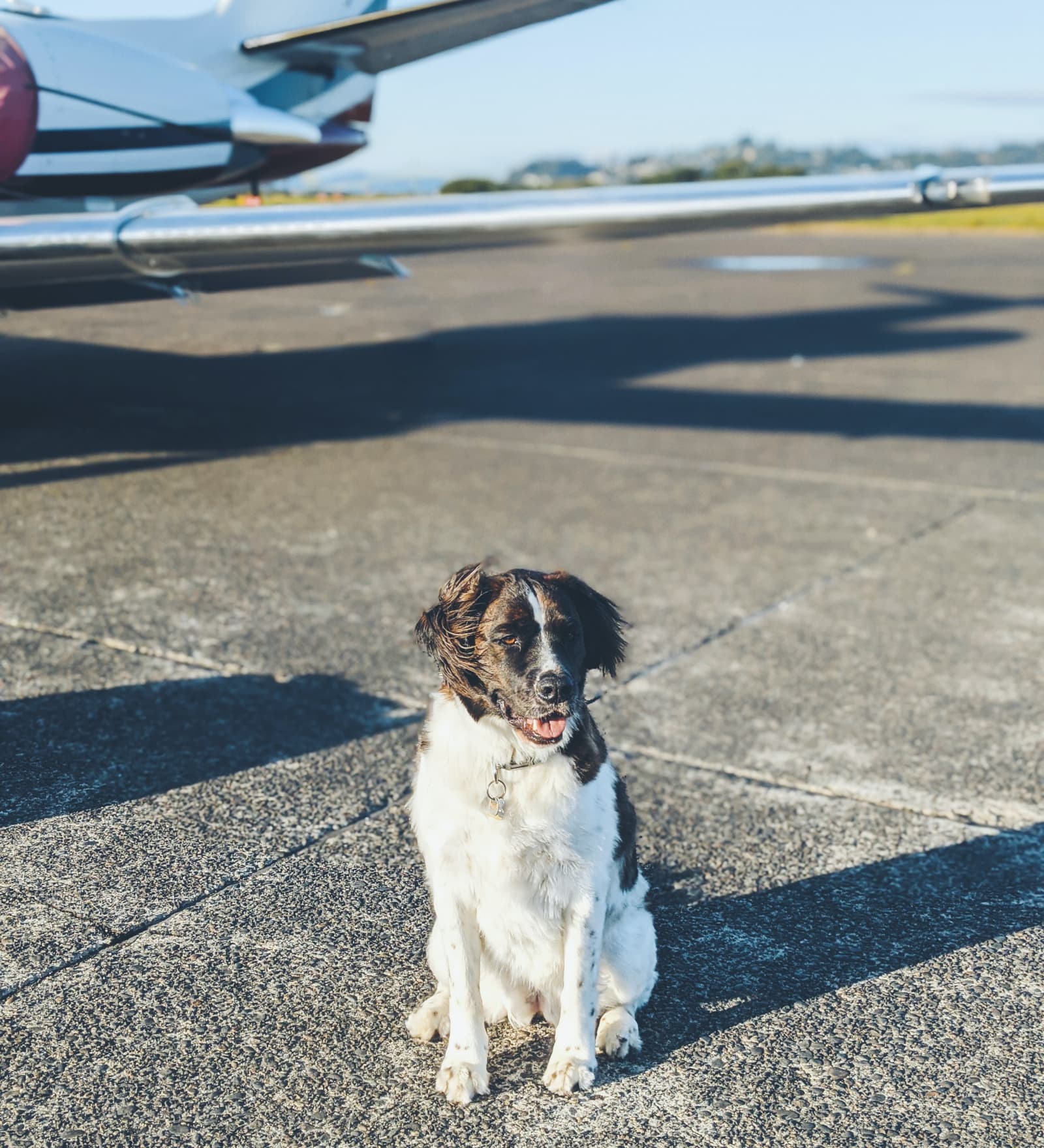 how do i take my dog to hawaii