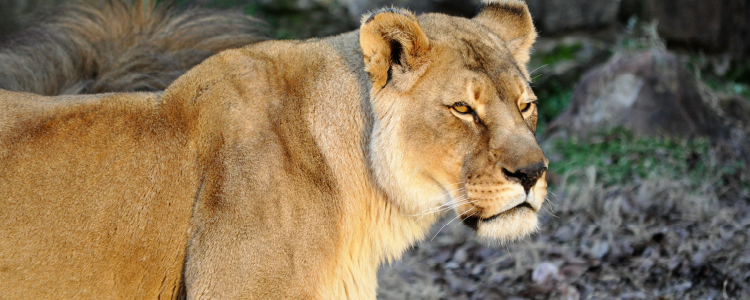 lioness at fort worth zoo