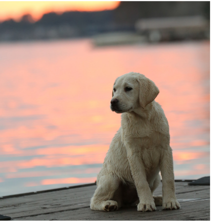 Pet-Friendly Places in Lake Oconee