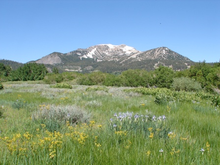 Snowcreek Meadows & Mammoth Mountain Summer Wildflowers Snowcreek Meadows Mammoth Mountain Realty Top Agent