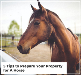 5 Tips To Prepare Your Property For A Horse